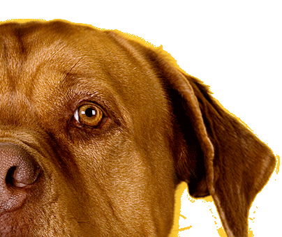 Cats and Dogs Photographs by Gary Parker