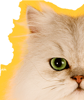 Gary Parker's Cats and Dogs Photography