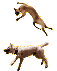 Cats and Dogs Photography by Gary Parker