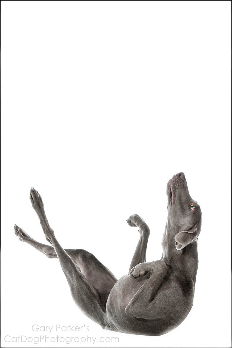 WEIMARANERS ARE AWKWARDLY AGILE AND GRACEFULLY ATHLETIC...