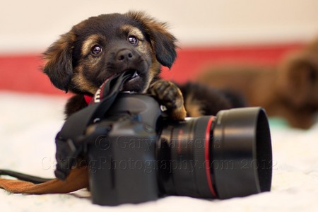 PUPPIES CHEW ABOUT EVERYTHING INCLUDING MY CAMERA STRAP.. FOR HUMANE SOCIETY SILICON VALLEY