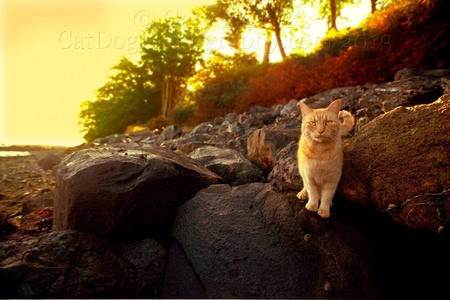 ORCAS ISLAND, WA, PASSING MOMENT WITH A BOLDLY CONFIDENT YELLOW TABBY...