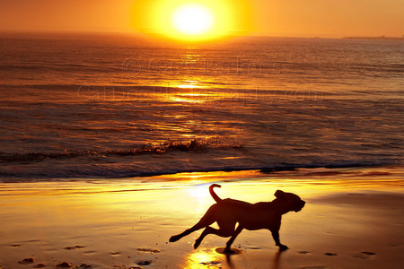SUNSET MOMENT WITH A LABRADOR RETRIEVER RUNNING FOR THE PURE JOY OF IT