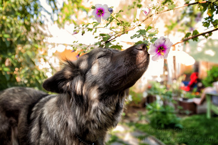 SCENT-DRIVEN DOG ACTUALLY SMELLING THE FLOWERS...