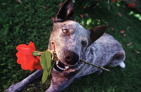 WRANGER, HOLLYWOOD STUNT DOG, AN AUSTRALIAN CATTLE DOG, AKA QUEENSLAND BLUE HEELER
