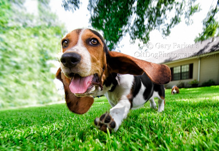 BASSETT HOUND PUP TAXIING FOR TAKEOFF..