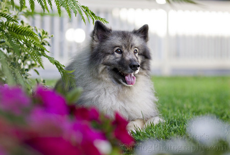 SHERWOOD, a KEESHOND, WAS RESCUED BY, DEB, HIS HUMAN MOTHER... 