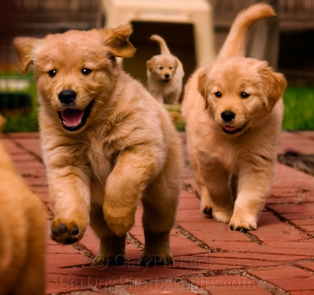 GORGEOUS GOLDENS GALLOPING