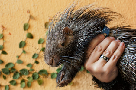 BABY AFRICAN CRESTED PORCUPINE