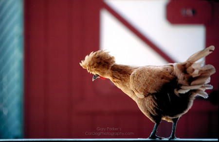 SAN FRANCISCO CHICKEN WITH A RADICAL HAIRSTYLE..
