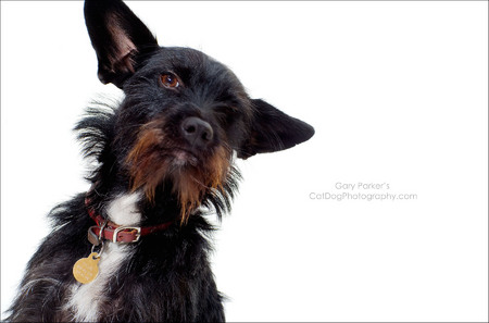 A COOL LOOKING DOG SHOT FOR A LOCAL CLIENT...