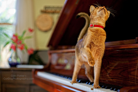 ABYSSINIAN PIANIST