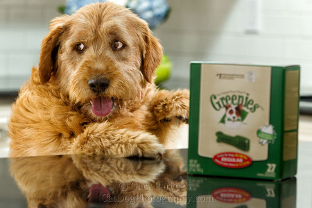2013 GREENIES DOG & CAT TREATS THIEF CAUGHT IN THE ACT.... VIEW VIDEO