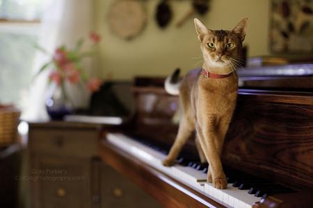 ABYSSINIAN MAKING MUSIC...