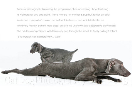 WEIMARANERS ARE THE PERFECT COLOR FOR PHOTOGRAPHY...