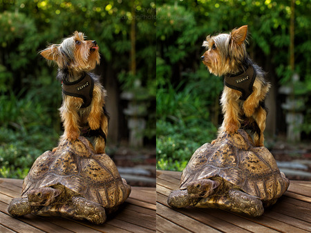 TURTLE DOG...  YORKIE GREW UP WITH AFRICAN LEOPARD TORTOISE.