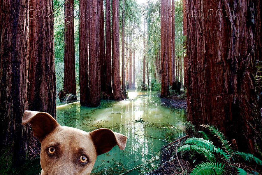 Redwood Dog by Gary Parker - ALL RIGHTS RESERVED