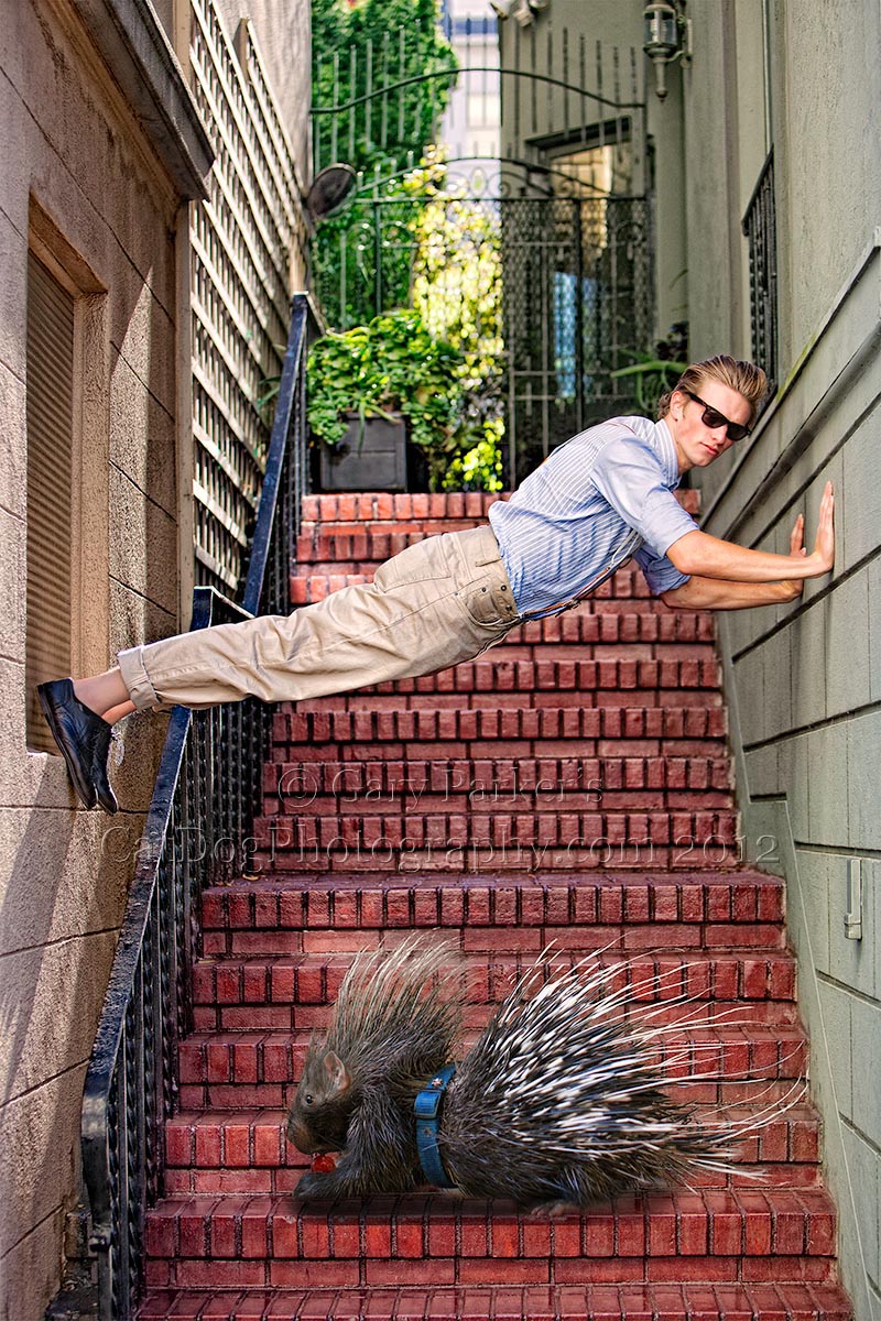 SAN FRANCISCO MODEL DEFTLY AVOIDS AN AFRICAN CRESTED PORCUPINE...