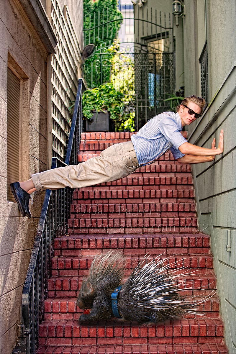 MODEL STUCK OVER AFRICAN CRESTED PORCUPINE, SAN FRANCISCO