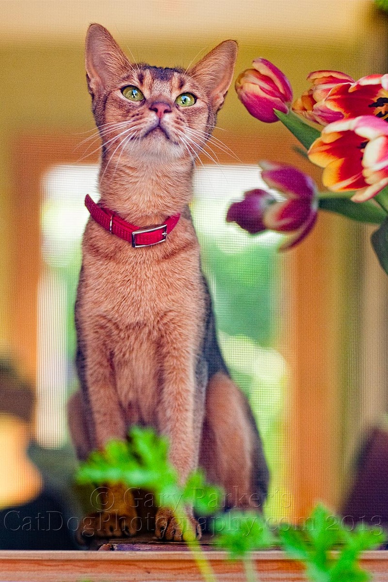 Abyssinian cats love window seats...  Ad for Veterinary Pet Insurance