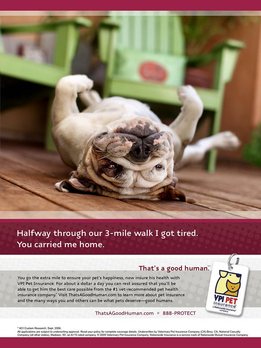 ENGLISH BULLDOG FOR 
VETERINARY PET INSURANCE (VPI)  