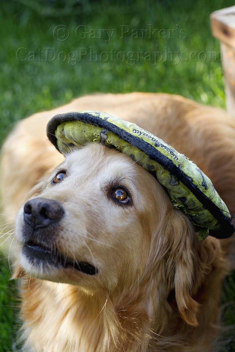 SMARTY JONES, GOLDEN RETRIEVER, WEARING HIS HALO...