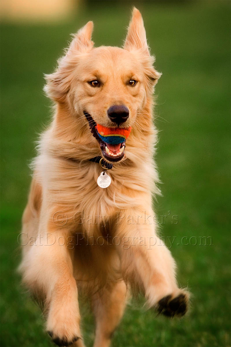 "LIVE TO RETRIEVE; RETRIEVE TO LIVE!" SEEMS TO BE THIS GOLDEN RETRIEVER'S LIFE MOTIVATION...