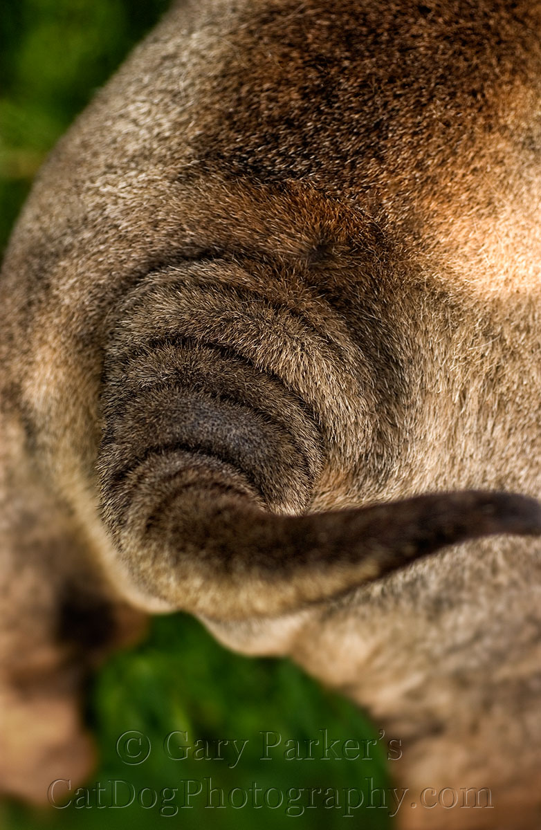 SHARPEI TAIL...