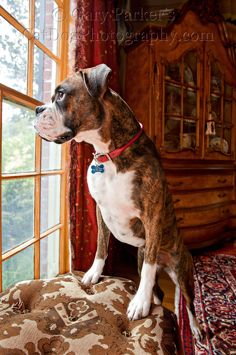 BOXER WAITS FOR MAILMAN...