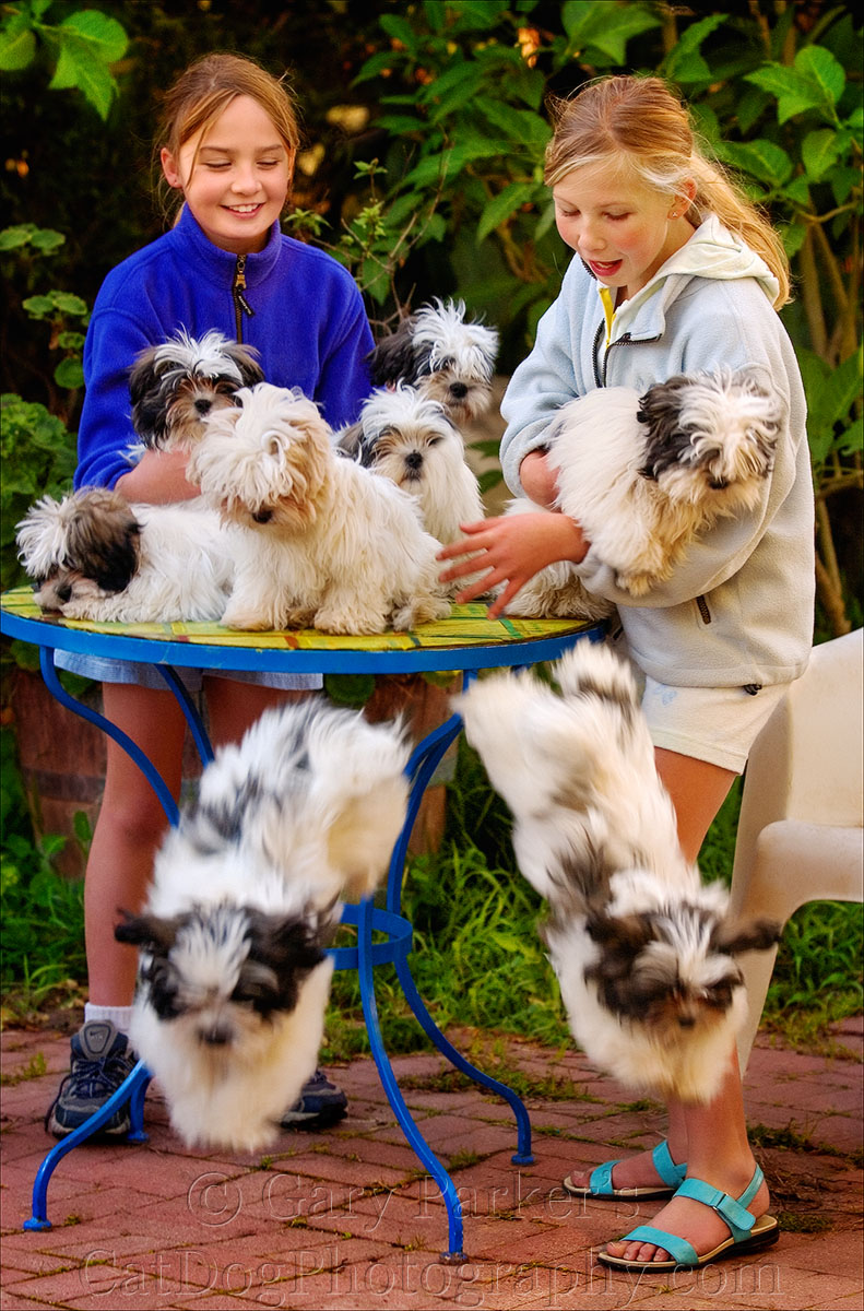 LOTSA LAMALESE. THESE ENERGETIC AND BEAUTIFUL LAMALESE ARE A CROSS BETWEEN MALTESE AND LHASA APSO