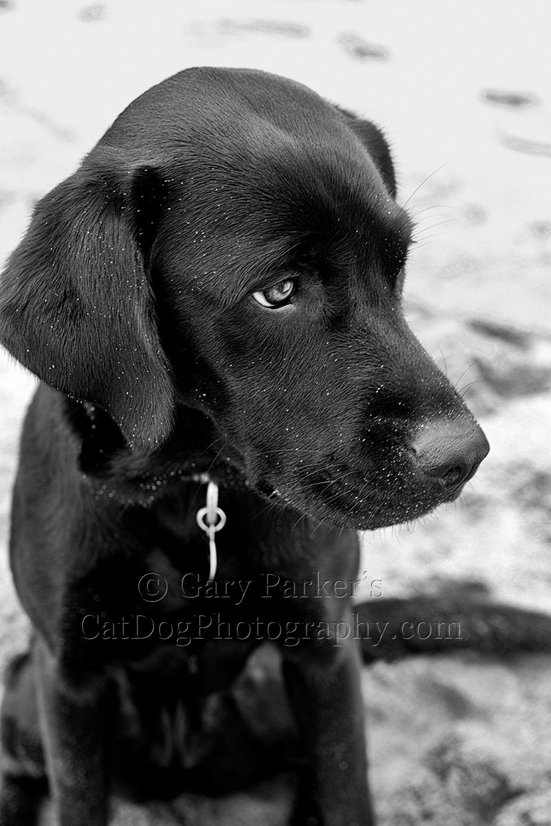 AS A THERAPY DOG, MICKEY IS AN INCREDIBLY MELLOW, BRIGHT AND FOCUSED LABRADOR RETRIEVER WHO DOESNT' REACT TO OTHER DOGS...