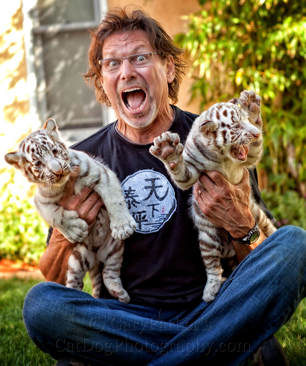 FEMALE WHITE BENGAL TIGER WAS FEROCIOUS AT 2 WEEKS OLD; MALE WAS PASSIVE... 