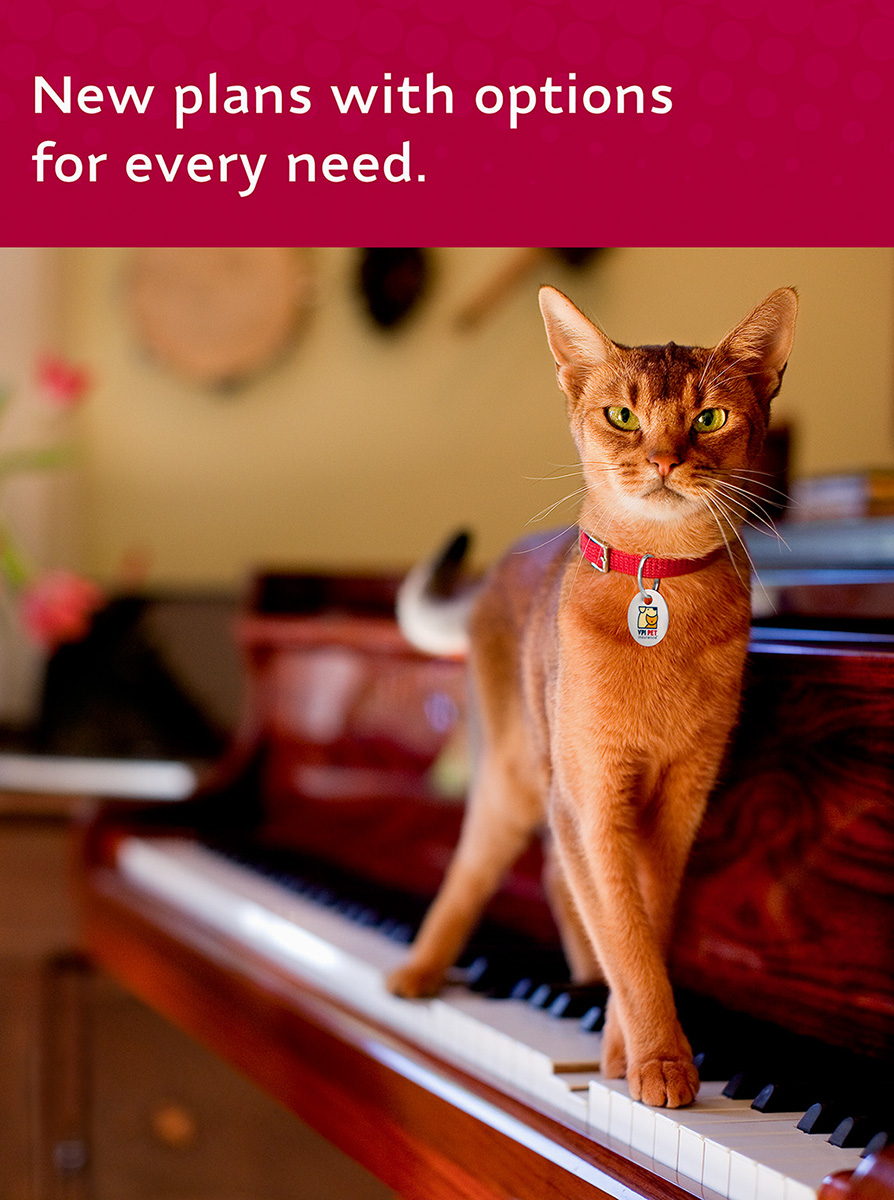 ABYSSINIAN CAT FOR VETERINARY PET INSURANCE (VPI)  