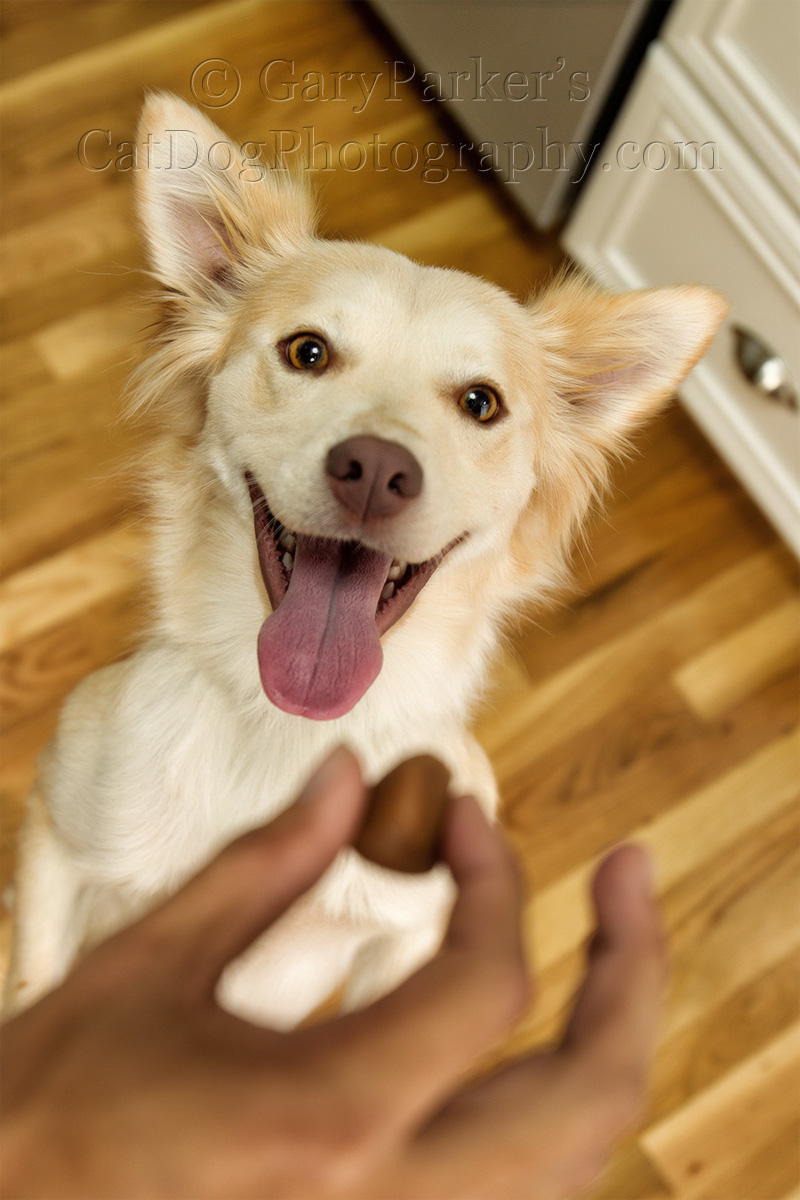 DOGS SEEM TO LOVE GREENIES PILL POCKETS...