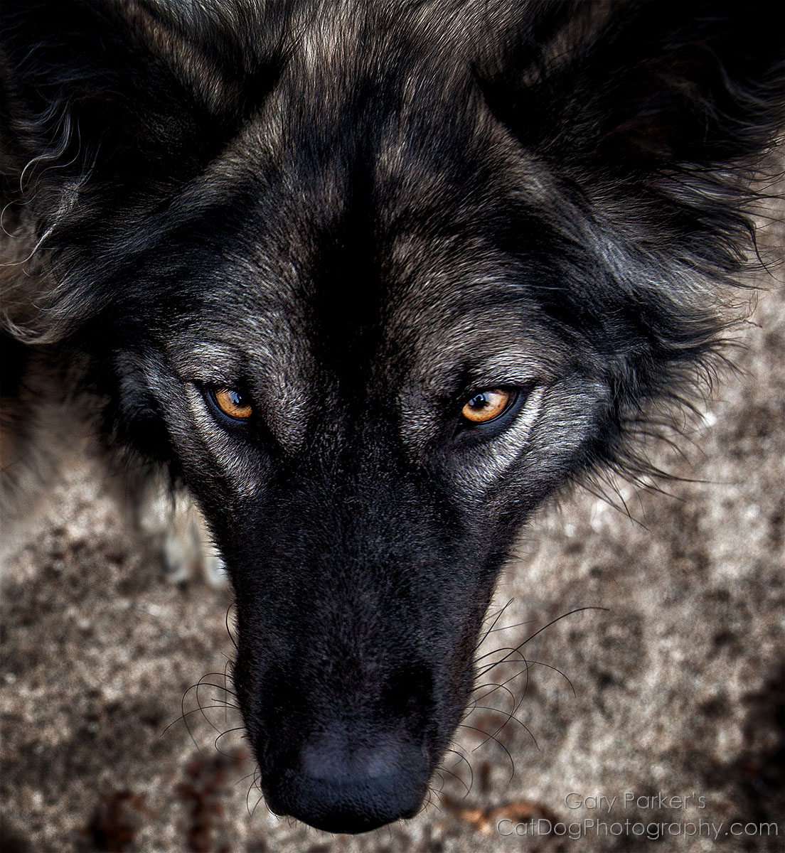 FENRIS, AMERICAN ALSATIAN