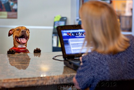 A LARGE PITBULL MIX SPEAKS WITH THE RECEPTIONIST AT HUMANE SOCIETY SILICON VALLEY; FOR CALENDAR PROJECT...