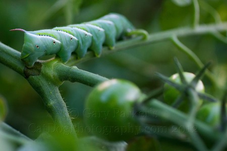 MONSTER-LIKE TOMATO HORNWORM