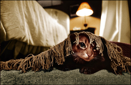 SOMALI CATS ENJOY HIDNG THEMSELVES...