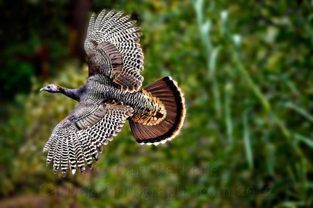 WILD TURKEY CAPTURED ON THE WING WITH A 400MM LENS AND DUMB LUCK