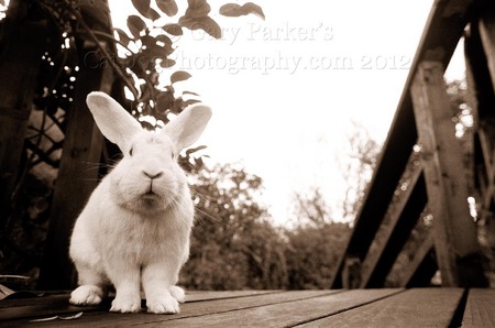 ZELMO, FAMED BERKELEY, CA BACKYARD BUNNY