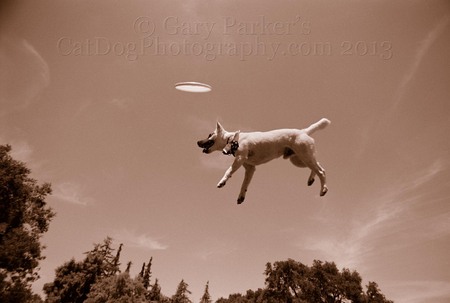 JACK RUSELL TERRIER LEVITATING IN MIDAIR...