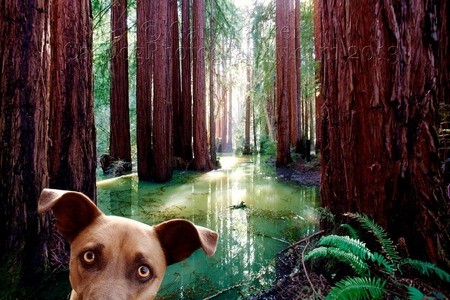 REDWOOD SWAMP DOG, UNUSUAL SCENARIO WITH FLOODED REDWOODS