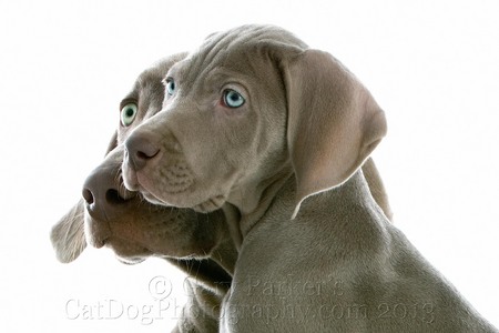 WEIMARANER MOTHER/SON FOR AFB INTERNATIONAL...