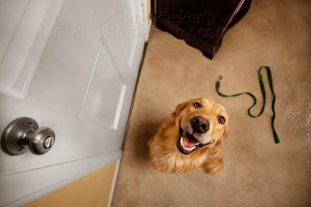 GOLDEN RETRIEVER RETRIEVED HIS LEASH FOR A WALK!  LET'S GO FOR A WALK!!!!!!  