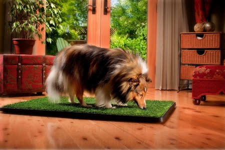 SHELTIE OF PUP GEAR DOGGIE INDOOR PEE PAD