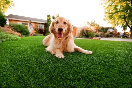 SMARTY JONES, GOLDEN RETRIEVER, FOR PUP GEAR ARTIFICIAL DOG TURF