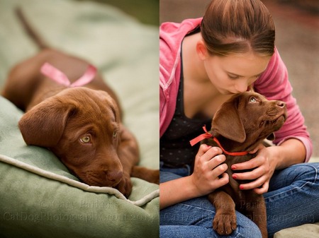 CHOCOLATE ENGLISH LABRADOR RETREIVER PUPPIES...