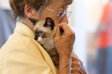 VOLUNTEER WITH A KITTEN FOR HUMANE SOCIETY SILICON VALLEY...