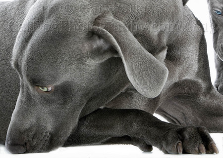 WEIMARANERS ARE SHY AND BEAUTIFUL...