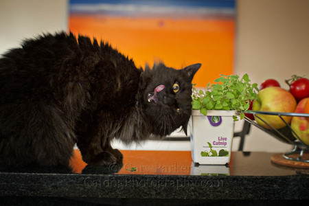 LEGALIZE CATNIP!